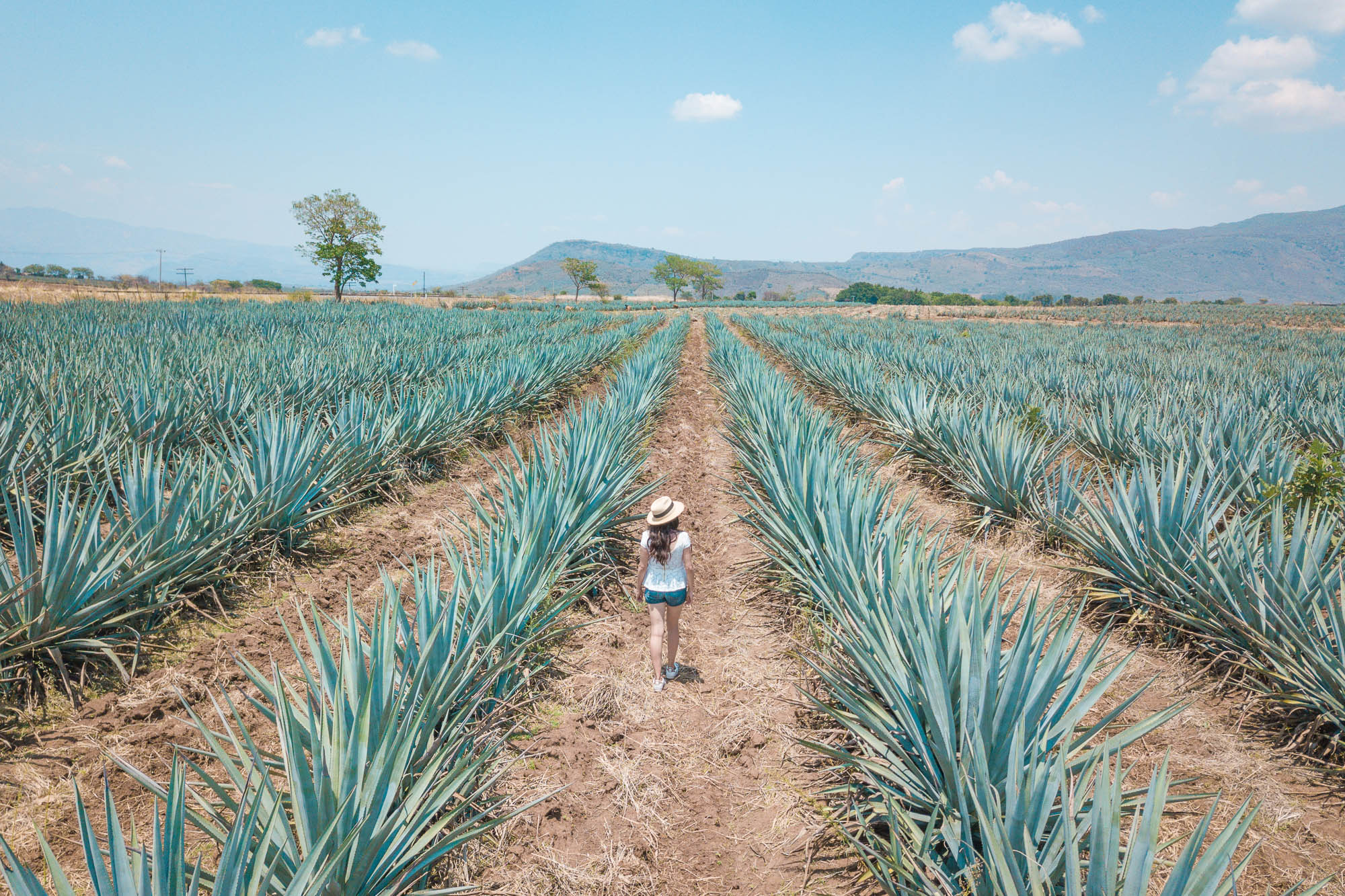 mujer en agaves tequila jalisco
